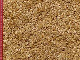 Продавам кафяв, златист лен