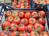 Продажа оптом помидоров, томатов из Туркменистана на экспорт по выгодным ценам - фото 3