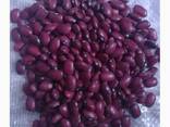 Quality 3D beans from Kyrgyzstan - фото 1
