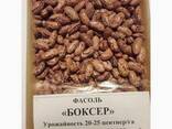 Quality 3D beans from Kyrgyzstan - фото 2