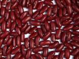 Quality 3D beans from Kyrgyzstan - фото 3