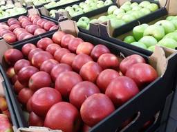 Самые лучшие свежие яблоки из Польши