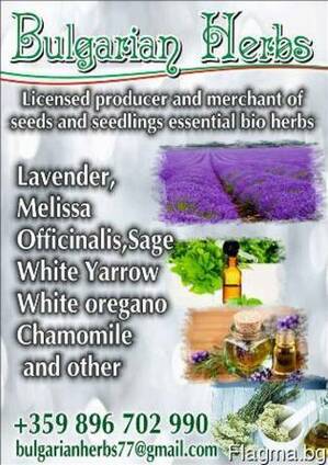 Семена билки