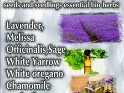 Семена билки