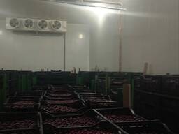 Sour cherry