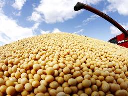 Soybeans Non GMO