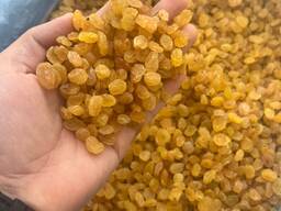 Стафиди Златен Калифар