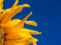 Sunflower oil and processed products