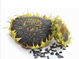Sunflower seeds