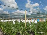 Теневая сетка - защита от непогоды для агроплощадок - фото 2