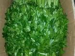 Укроп - фото 4
