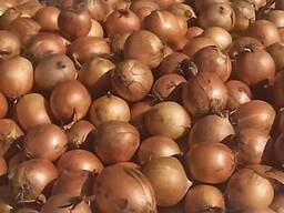 Wholesale high quality onions.