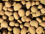 Wholesale potatoes from Poland - photo 1