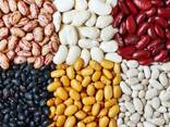 I will sell beans фасоль - фото 1