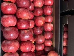 Ябълки Гала, Принц, Найдаред. круша конференция