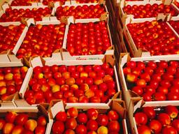 Яблоки и груши из Польши на Болгарию