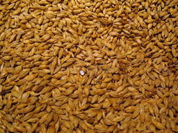 Barley for feed and food Non GMO