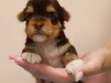 Yorkshire terrier puppy ( Йоркширски териер ) - фото 1