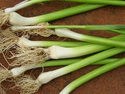Зелен млад чесън!